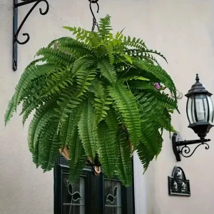 Realistic Boston Ferns
